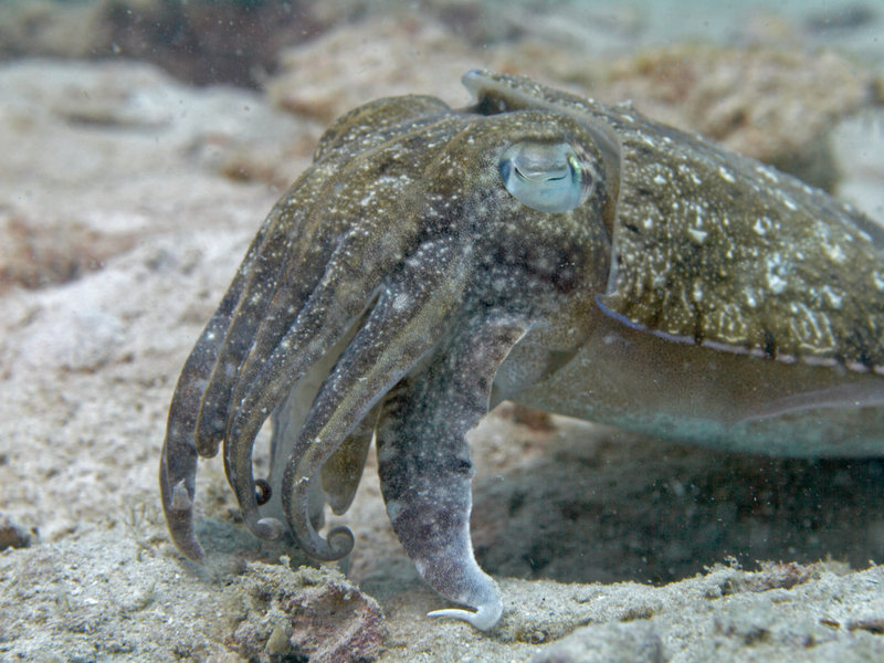 Squid